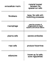 Tissue worksheet name_ section a: Connective Tissue Vocabulary Flash Cards For Anatomy Tpt