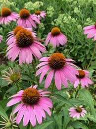 Image result for Echinacea purpurea `Magnus`