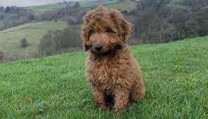We live in a small town in northern new jersey; 5 Best Cockapoo Breeders In New Jersey Nj 2021