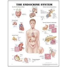 Explore the anatomy systems of the human body! Peter Bachin Anatomical Chart Series Endocrine System Simulation Training Resources Simulation Learning Healthcare Nasco