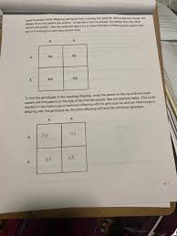 In genetics, what is the difference between a genotype and phenotype? Biology Lab Mendelian Genetics Punnett Squares Chegg Com
