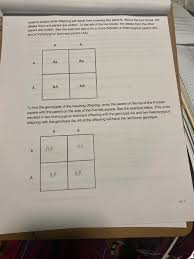 Let's take a look at how punnet squares work using the. Biology Lab Mendelian Genetics Punnett Squares Chegg Com