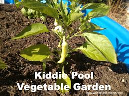 Can you plant a garden in a kiddie pool. Do It Yourself Kiddie Pool Vegetable Garden Hot Peppers Tomatoes Zucchini More Wheel N Deal Mama