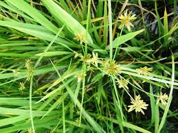 Image result for Pycreus