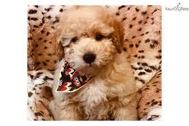 I Am A Cute Goldendoodle Puppy Looking For A Home On Nextdaypets Com Goldendoodle Goldendoodle Puppy For Sale Goldendoodle Puppy