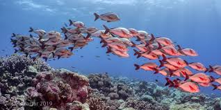 Image result for Faroa affinis