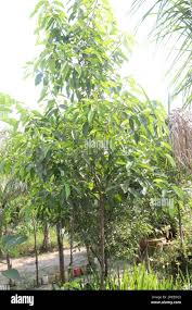 Image result for Mimusops