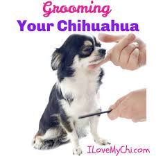 Light brown long haired chihuahua with a fresh haircut sitting by the water with its eyes wide open and its tongue hanging out, posing and being an adorable little puppy dog. Grooming Your Chihuahua I Love My Chi