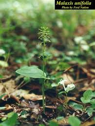 Image result for Malaxis