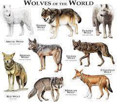Wolves Of The World Poster Print Etsy Wolf Dog Animals Wild Animals Beautiful