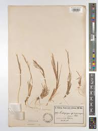 Image result for Schizachyrium sanguineum