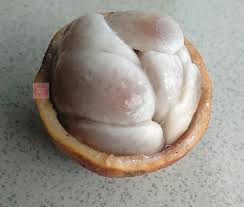 Image result for Landolphia owariensis