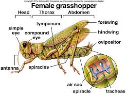 Female Grasshopper External Anatomy Anatomy Animal Classification Grasshopper