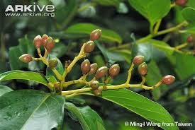 Image result for Cryptocarya liebertiana
