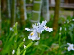 Résultat de recherche d'images pour "Eishō-ji"