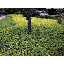 Image result for Pachycarpus spurius