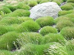Image result for Festuca africana