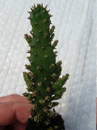 Image result for Opuntia monacantha
