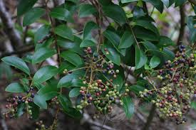 Image result for Embelia multiflora