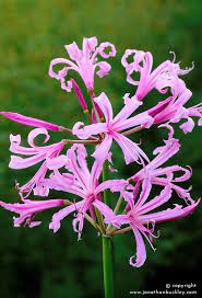 Nerine Bowdenii Agm Jonathan Buckley Winter Flowers Bulb Flowers Flowers