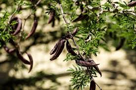 Image result for Acacia farnesiana