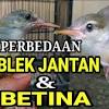 Selain itu, bagian bawah mata juga lebih tebal jika dibandingkan dengan burung pleci betina. 1