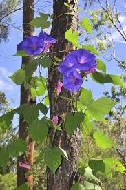 Image result for Convolvulaceae