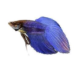 Blue Male Veiltail Betta For Sale Order Online Petco Betta Fish Types Tropical Fish Aquarium Betta Fish