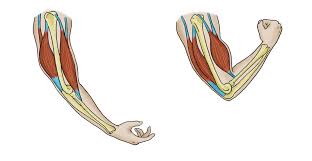 A kind of elastic tissue makes up each muscle, which consists of thousands, or tens of thousands, of the muscles attach to strong tendons, which either attach to or directly connect with the bones. Skeletal Muscles Ck 12 Foundation