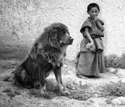 Tibetan Mastiff Info Tibetan Mastiff Dog Mastiff Dog Breeds Tibetan Mastiff