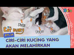 Karena jika anda salah mengenali. Diary Kucing Eps 34 Ciri Ciri Kucing Yang Akan Melahirkan Youtube