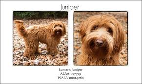 Maybe you would like to learn more about one of these? Our Dogs Lumar Labradoodles