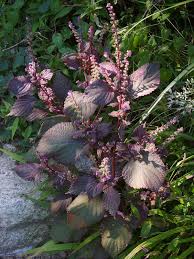 Its large flower buds appear before flowering and burst forth with showy pink to light purple flowers in the late spring to early summer. Shiso Wikipedia
