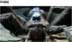 The spider was likened to harry potter's aragog (credit: Who Is The Giant Spider In Harry Potter Why Was Such A Scary Animal Included In A Book For Children And Young Adults Quora