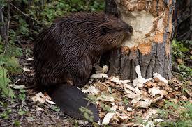 Spotting Beaver Activity: Signs of Their Presence on Your Overland Park Property