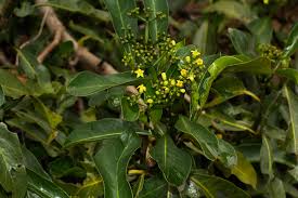 Image result for Psychotria capensis