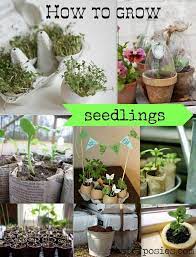 How To Grow Seedlings Plants Seedlings Veggie Garden