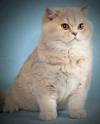 Lavender Lilac British Shorthair