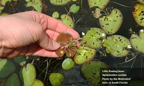 Image result for Nymphoides brevipedicellata