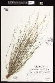 Image result for Aristida bipartita