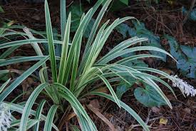 Image result for Ophiopogon