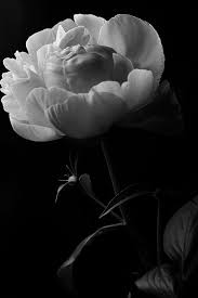 See more ideas about flowers photography, black and white photographs, black and white. Black And White Peony By Scott Hovind Black And White Flowers White Peonies Black And White Picture Wall
