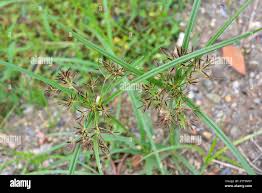 Image result for Cyperus sp.no.2