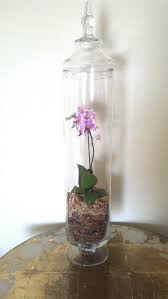Pin By Mia Penz On Orchids Orchid Terrarium Orchids Vanda Orchids