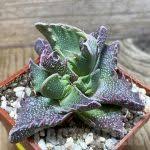 Image result for Adenia stenodactyla