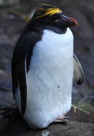 What is an interesting fact about macaroni penguins? Macaroni Penguin Facts Lesson For Kids Study Com