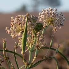 Image result for Asclepias longissima