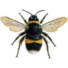 Our pest control services in mumbai are the best in business as we focus on systematic investigation, advanced technology, protective safeguards, and efficient treatment plans. Bee Control Derby Nottingham Leicester Pestway Services
