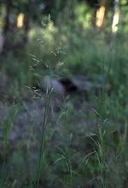 Image result for Agrostis quinqueseta