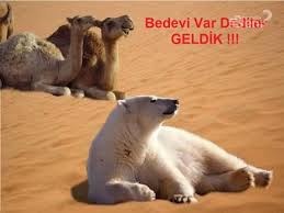 Colde Kutup Ayisi Diye Diye En Sonunda Gercek Oluyor Kac Bedevi Kac Kutup Ayisi Tintin Ordu